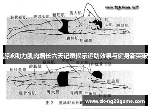 游泳助力肌肉增长六天记录揭示运动效果与健身新突破